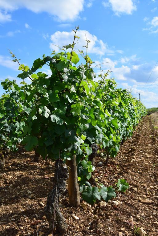 La Route Des Vins Apartment Beaune  Exterior photo